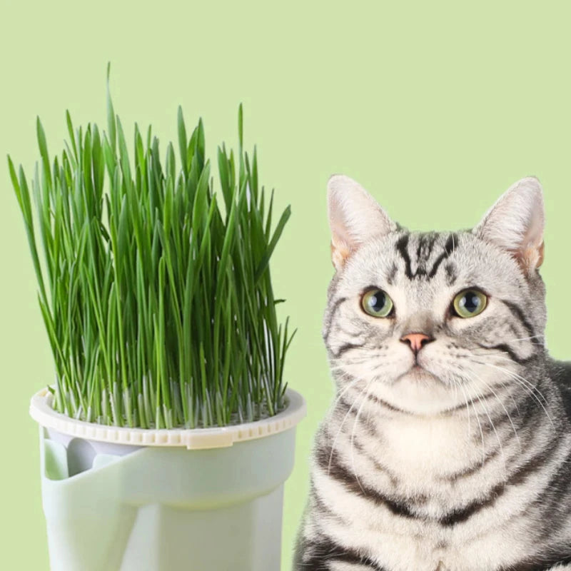 Cat Grass Grow Box – Soil-Free Natural Grass for Cats